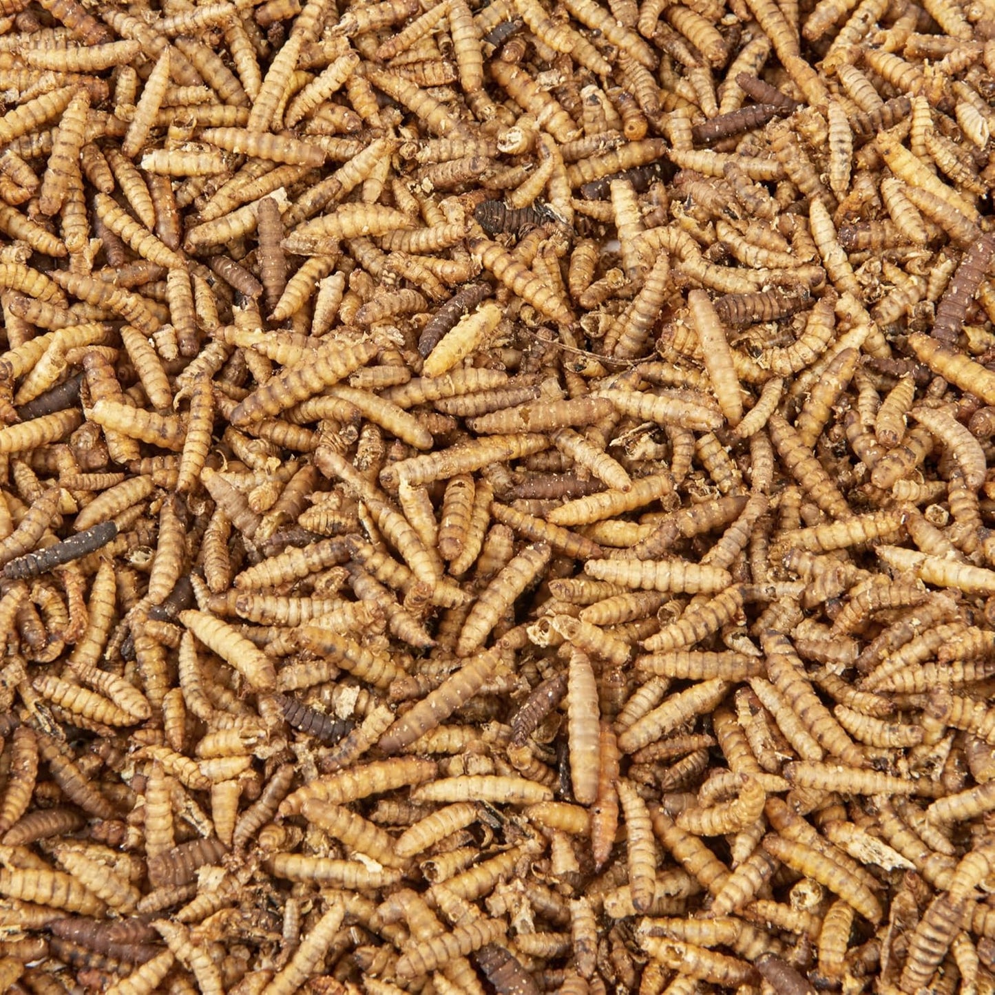 Premium Wild Bird Food 5L Refill, (5L Bag, Calci Worms)