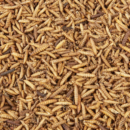 Premium Wild Bird Food 5L Refill, (5L Bag, Calci Worms)