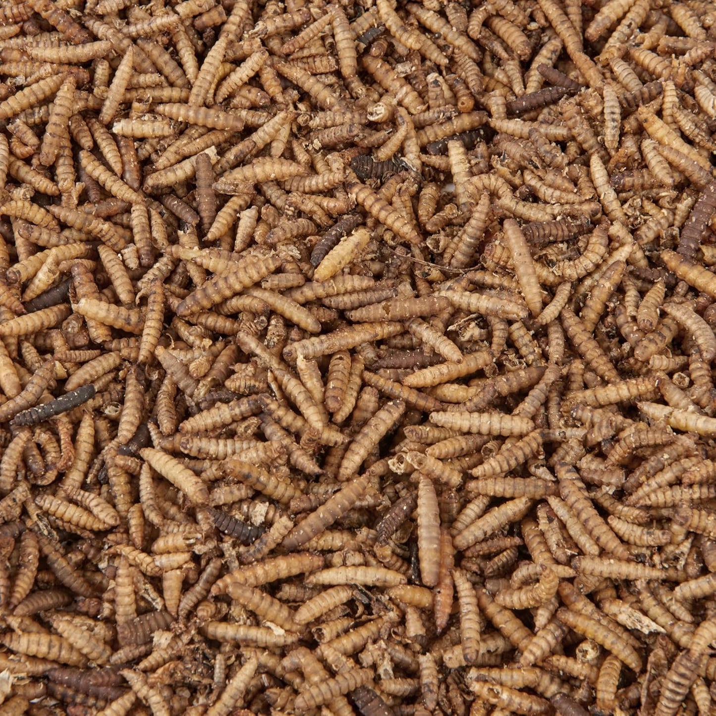 Wild Bird Food 5L Tub (5L Tub, Calci Worms)