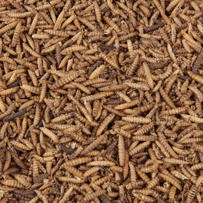 Wild Bird Food 5L Tub (5L Tub, Calci Worms)