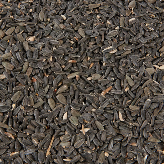 Wild Bird Food (2kg, Black Sunflower)