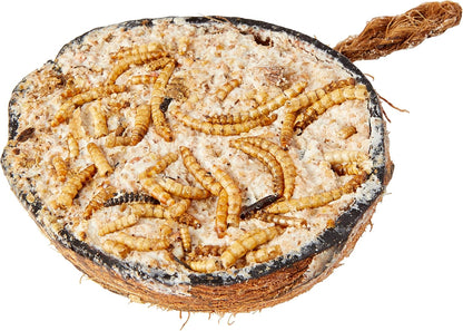 Garden Ting Mealworm Suet Coconut Halves Wild Bird Treat, 12 Pack