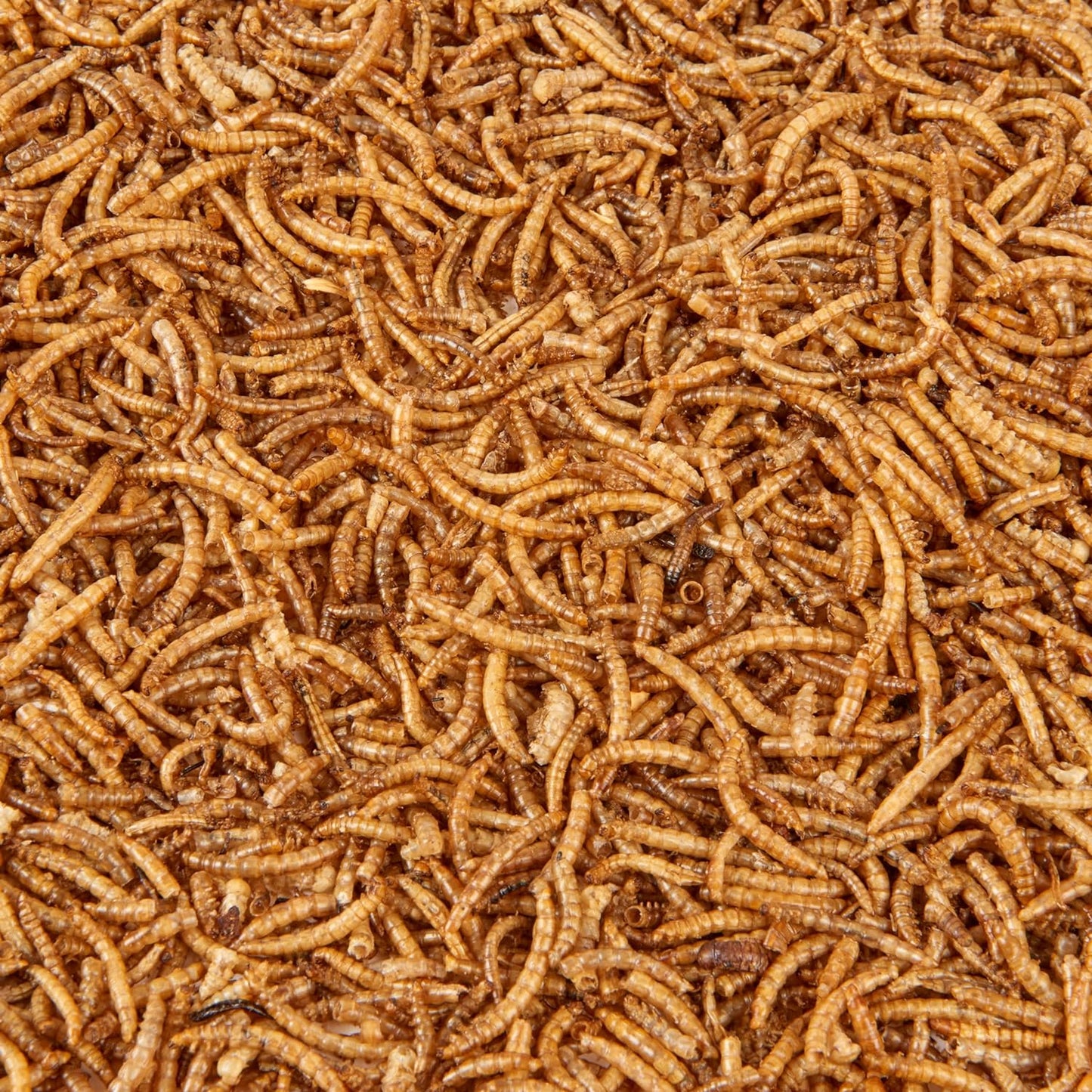 Dried Mealworms 2.5L Tub