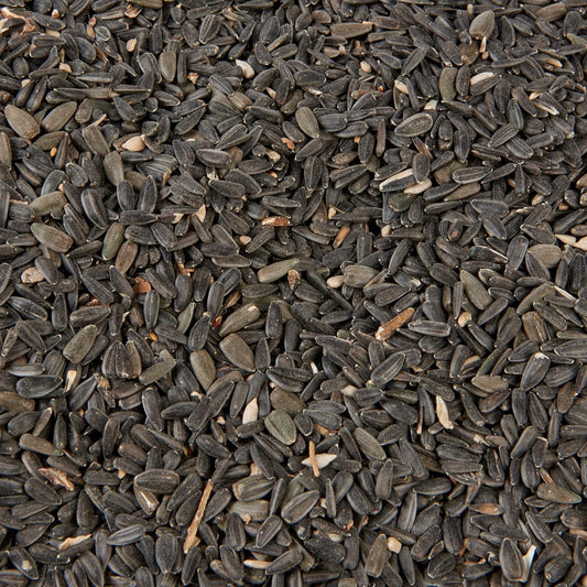 Premium Wild Bird Food 5L Refill, (5L Bag, Black Sunflower)