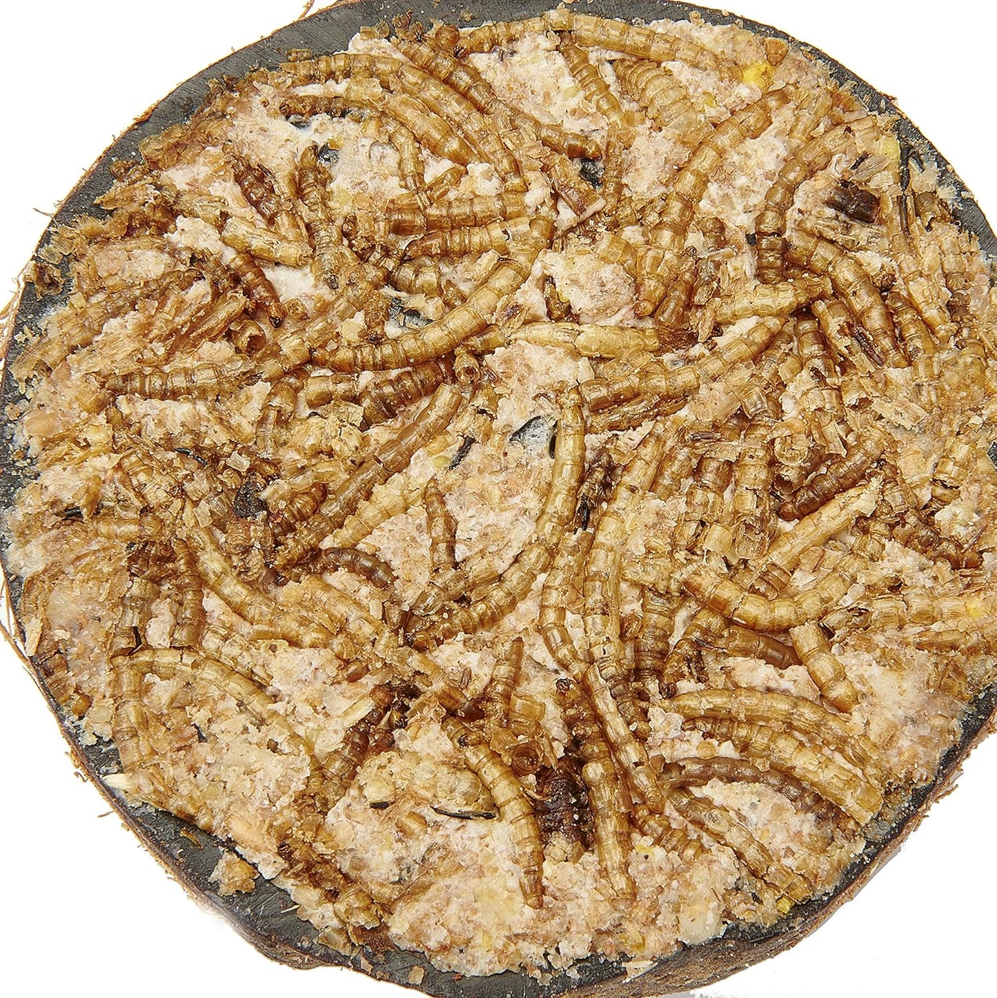 Garden Ting Mealworm Suet Coconut Halves Wild Bird Treat, 12 Pack