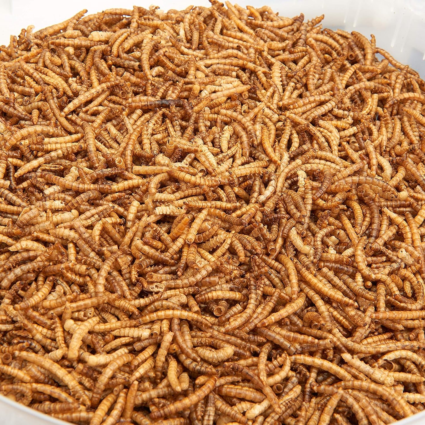 Premium Dried Mealworms, 10 Litre Bucket