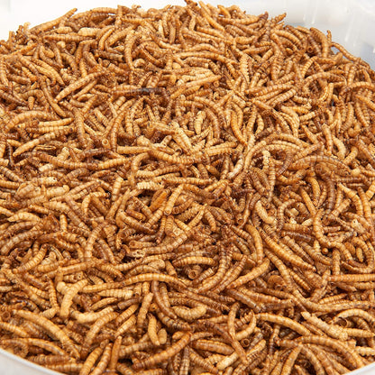 Premium Dried Mealworms, 10 Litre Bucket