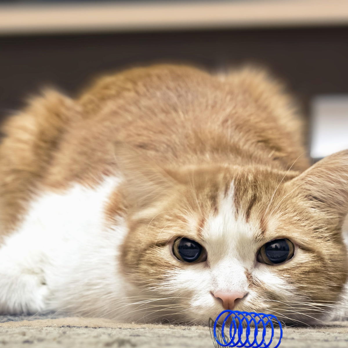 Purring Pussy Cat Toy Crinkle Balls 12 Pack